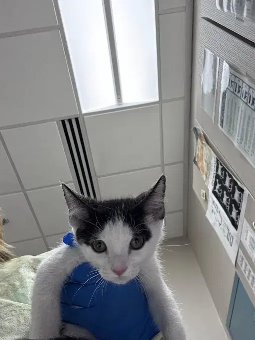 Minnie - Domestic Short Hair