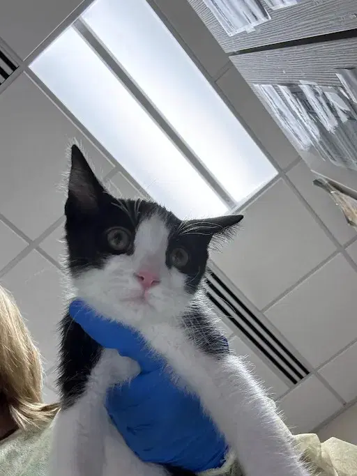 Matthew - Domestic Short Hair