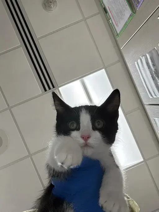 Alejandro - Domestic Short Hair