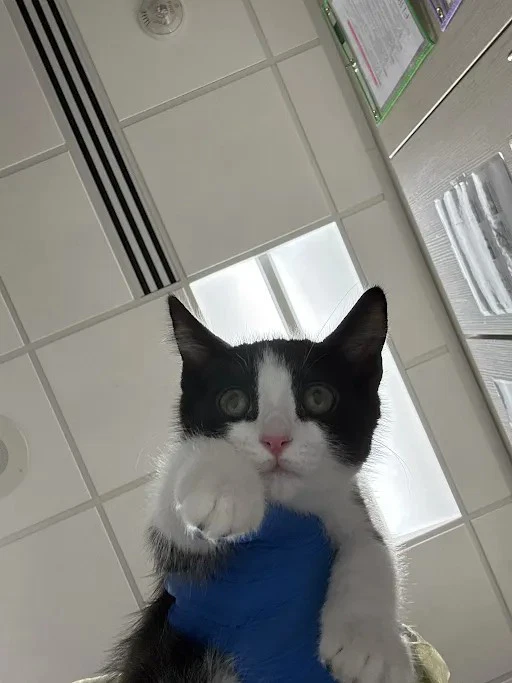 Alejandro