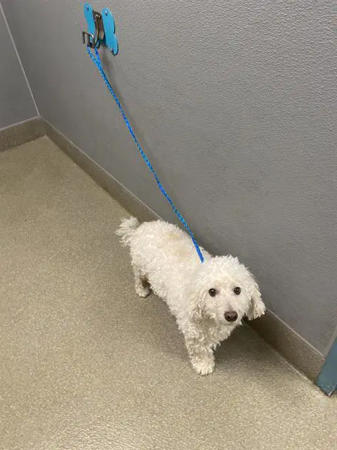 Ace Valentine - Poodle (Standard)