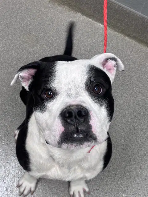 Bear - Pit Bull Terrier