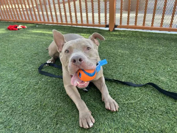Bo - Pit Bull Terrier