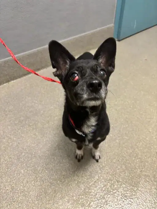 Rocky - Chihuahua