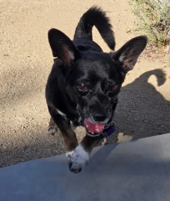 Rocky - Chihuahua