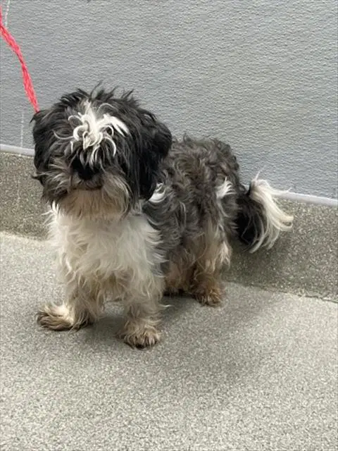 Radar - Shih Tzu