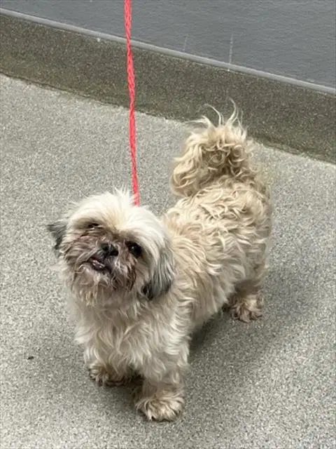 Marley - Shih Tzu