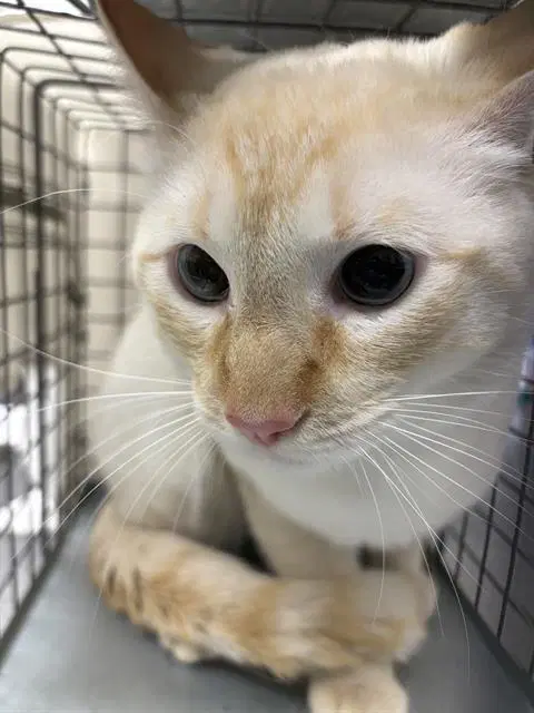 Casper - Domestic Short Hair