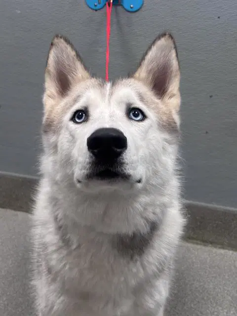 Amazon - Husky