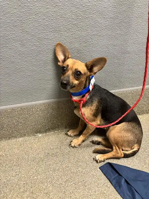 Frijol - Chihuahua