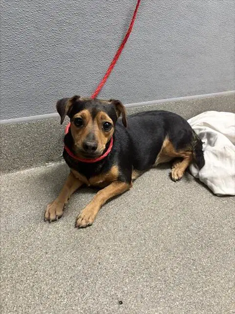 Fresa - Chihuahua