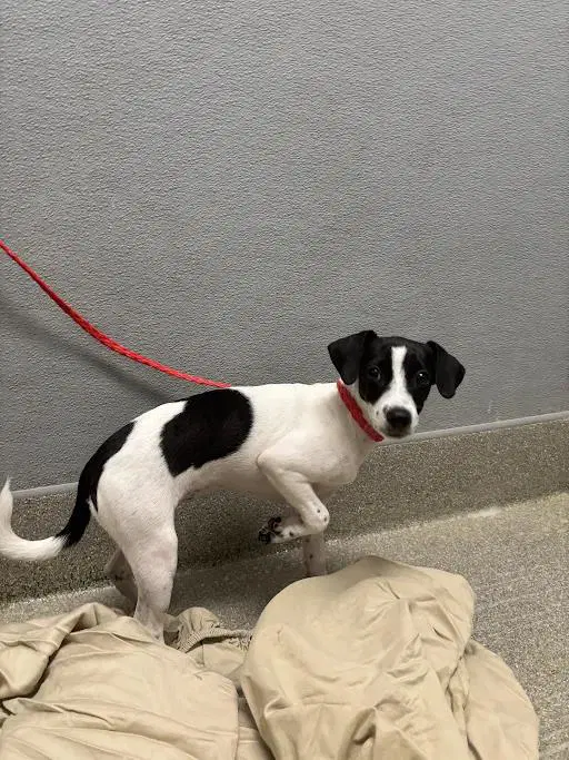 Nayeli - Chihuahua