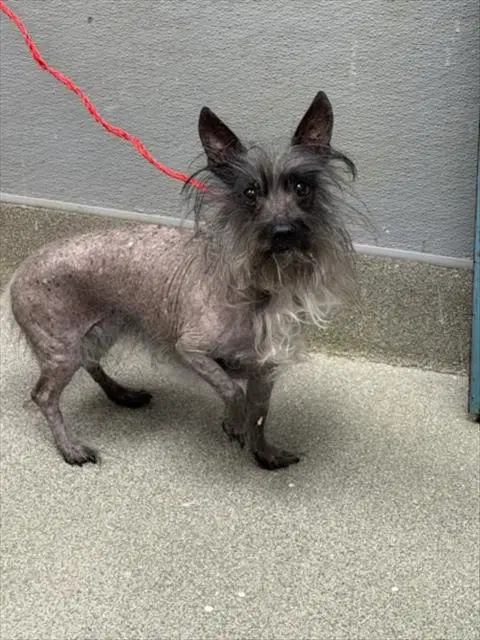 Lucy - Terrier