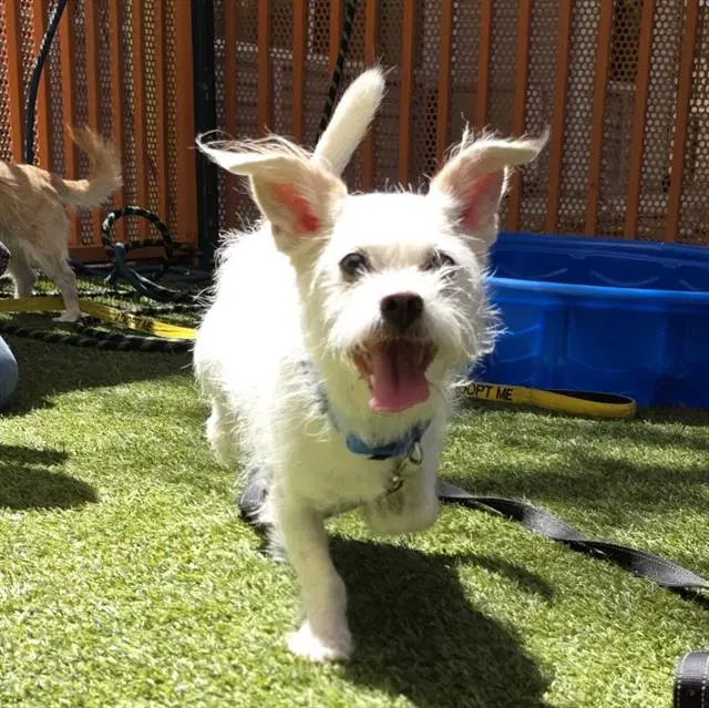 Mochi - Chihuahua