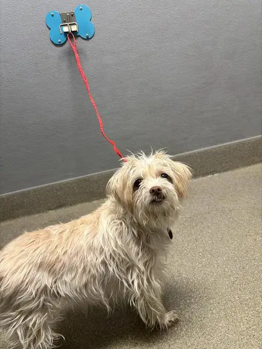 Mika - Terrier