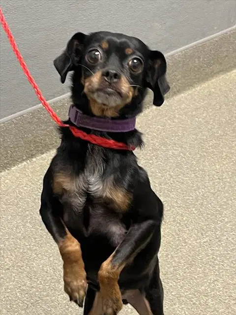 Petunia - Chihuahua