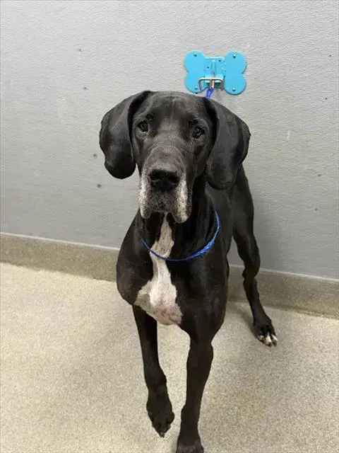 Duchess Maria Quezada - Great Dane
