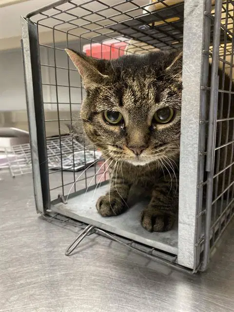 Lilly Bug - Domestic Short Hair