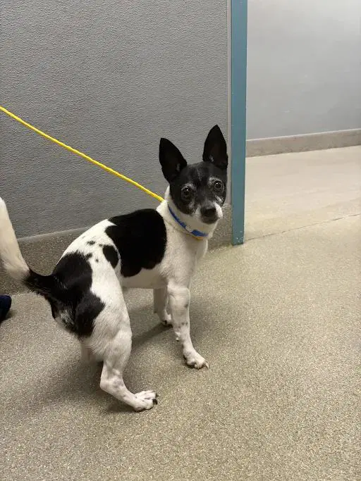 Zorro - Chihuahua