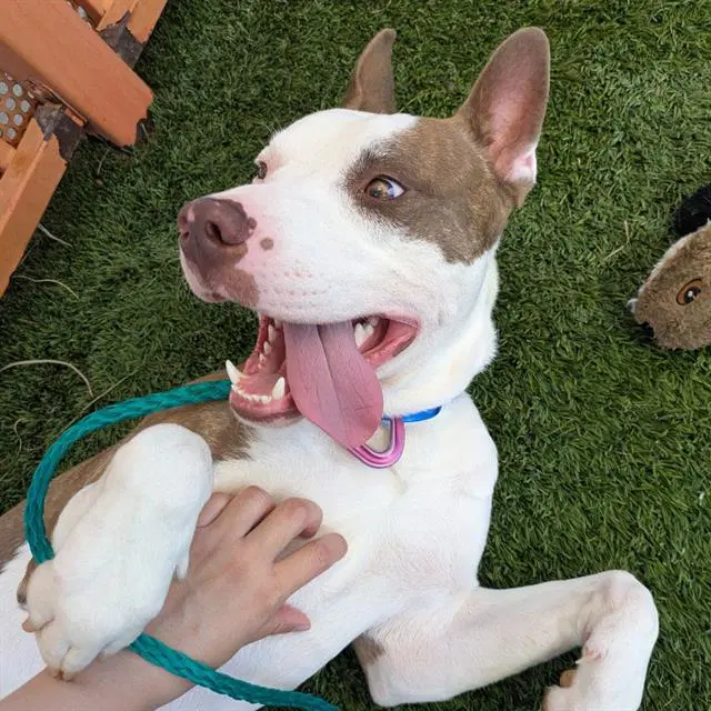 Butterbean - Pit Bull Terrier