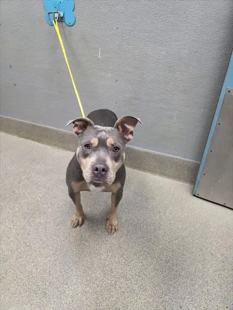 Ladybug - Pit Bull Terrier