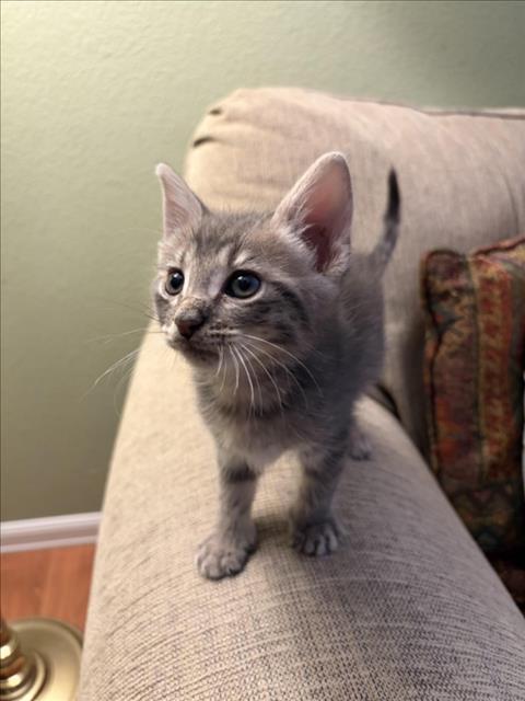 Gus