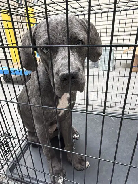 Bubbas - Cane Corso Mastiff