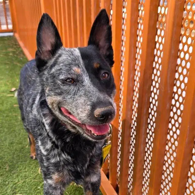 Cobalt - Queensland Heeler