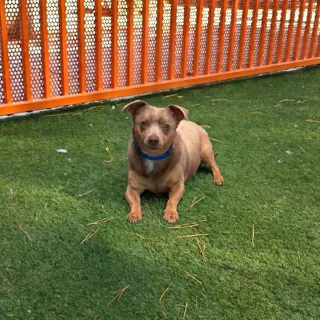 Levi - Chihuahua