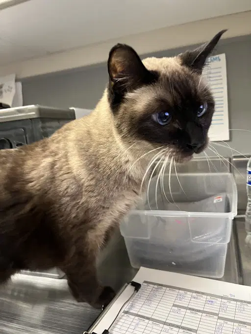 Lacy - Domestic Short Hair