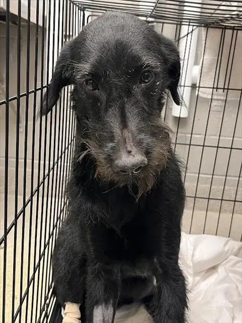 Roxanne - Terrier