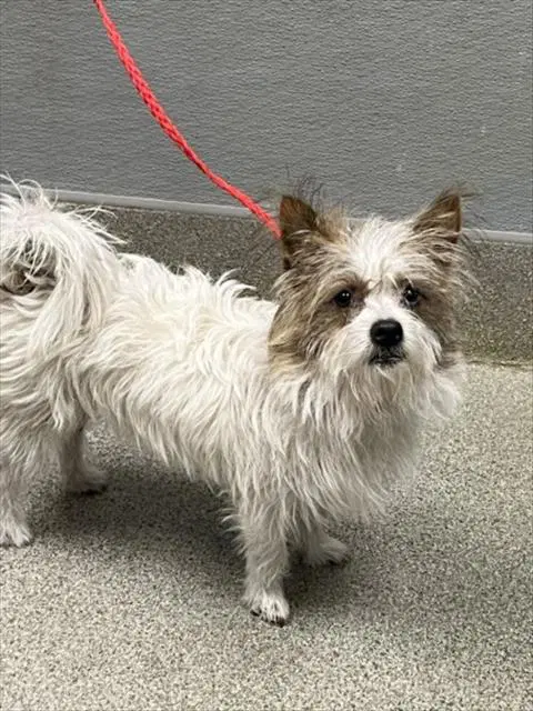 Drako - Terrier