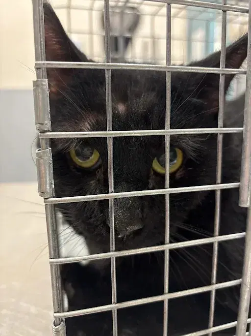 Harlem - Domestic Medium Hair