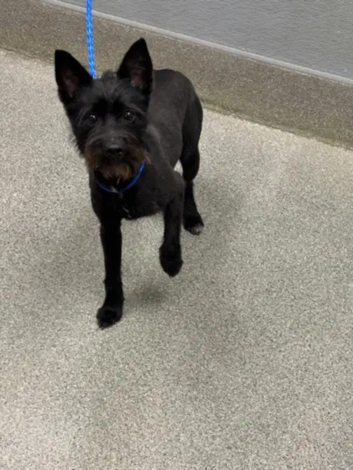 Cole - Terrier