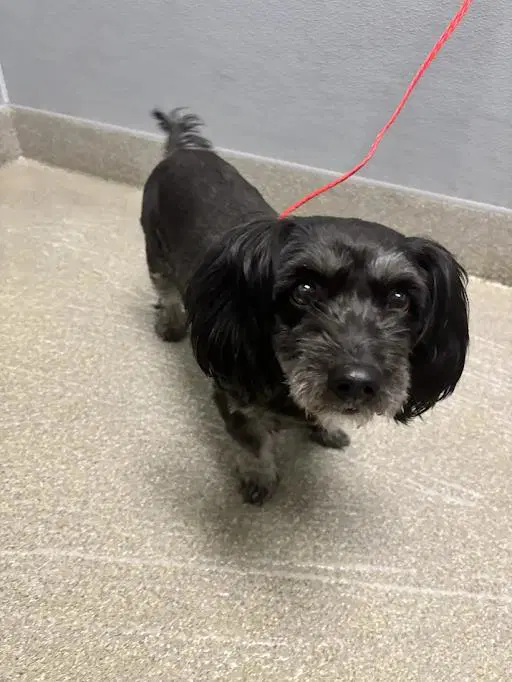 Preciosa - Poodle (Miniature)
