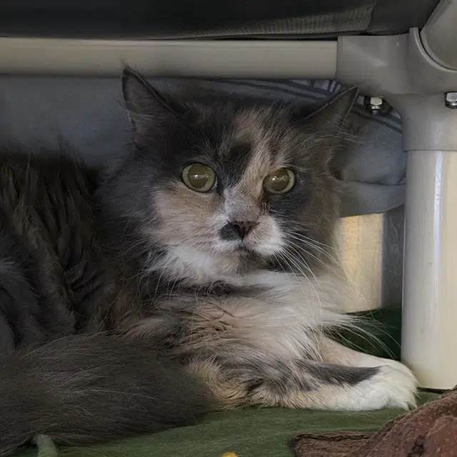 Fizzy - Domestic Medium Hair