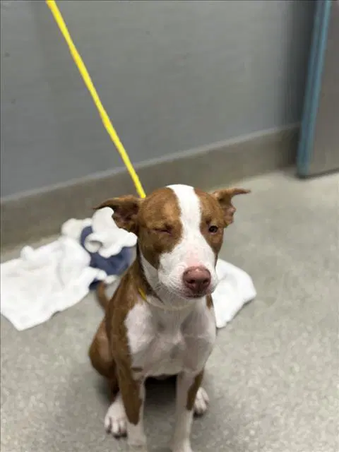Punky Brewster - Pit Bull Terrier