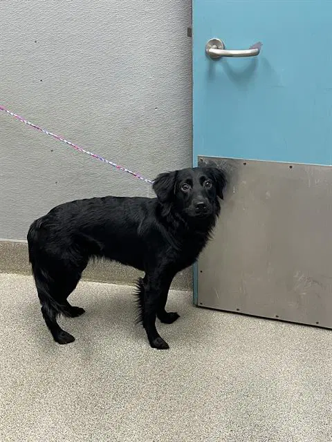 Girlfriend - Flat-coated Retriever