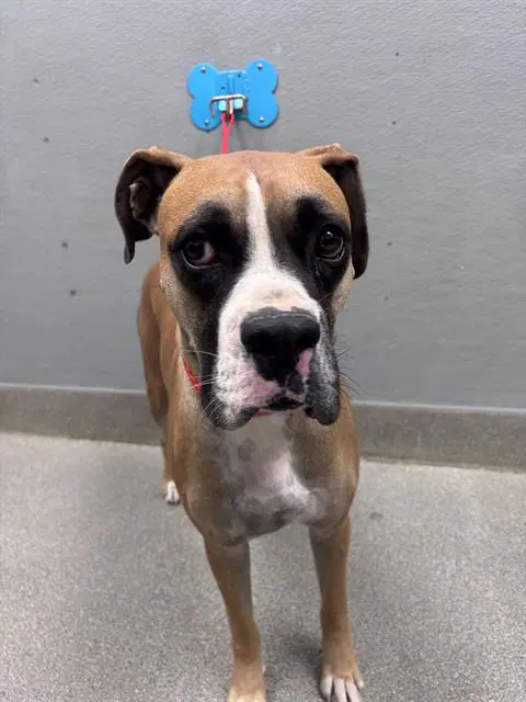 Buster - Boxer