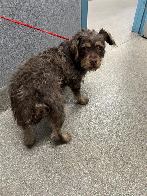 Dahlia - Terrier