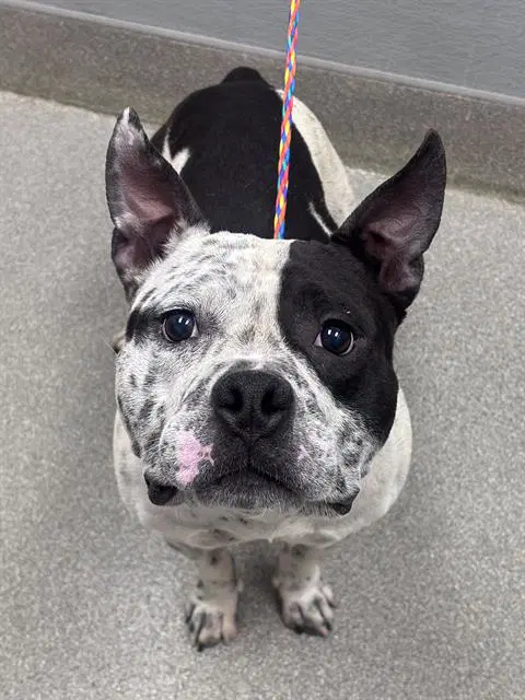 Romeo - Pit Bull Terrier