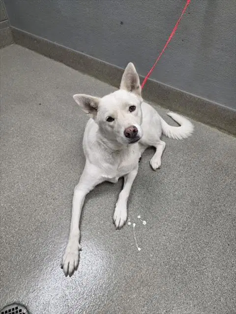 Aspen - Siberian Husky