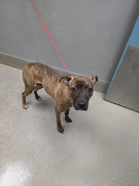 Mona Stangley - Pit Bull Terrier