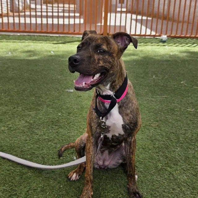 Mona Stangley - Pit Bull Terrier