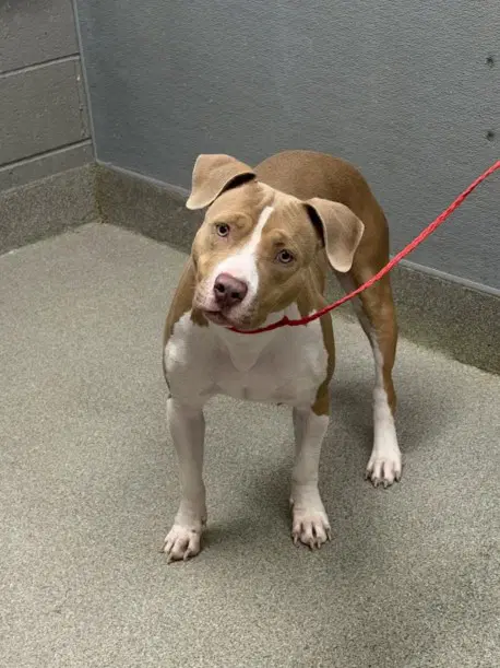 Jesika - Pit Bull Terrier