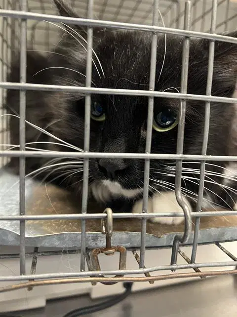 Mimi - Domestic Short Hair
