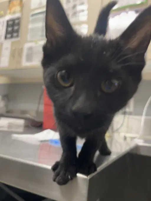 Kiki - Domestic Short Hair