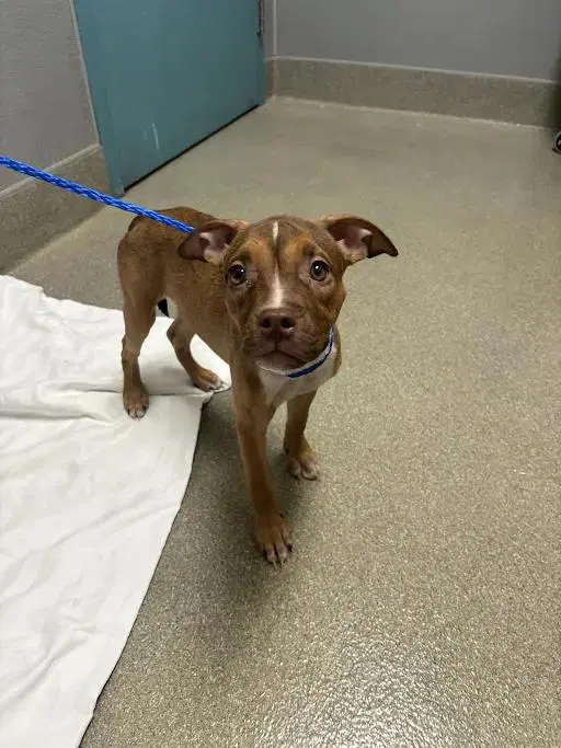 Frankie - Pit Bull Terrier