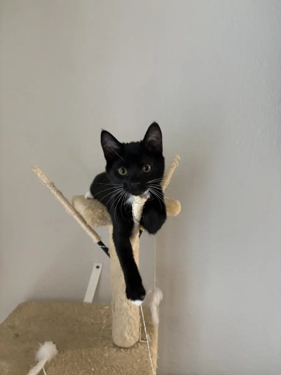 Natasha - Domestic Short Hair