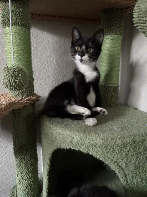 Norbert - Domestic Short Hair